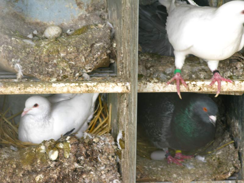 site de rencontre pigeon